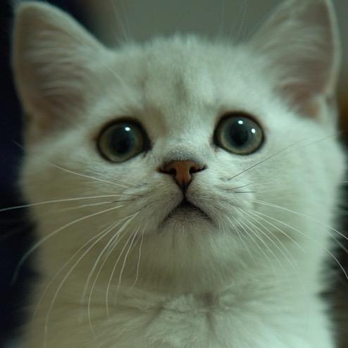 宠猫追剧