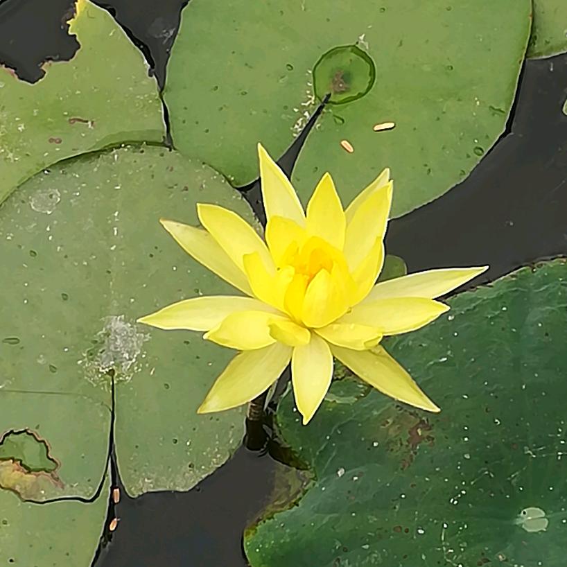 幸福