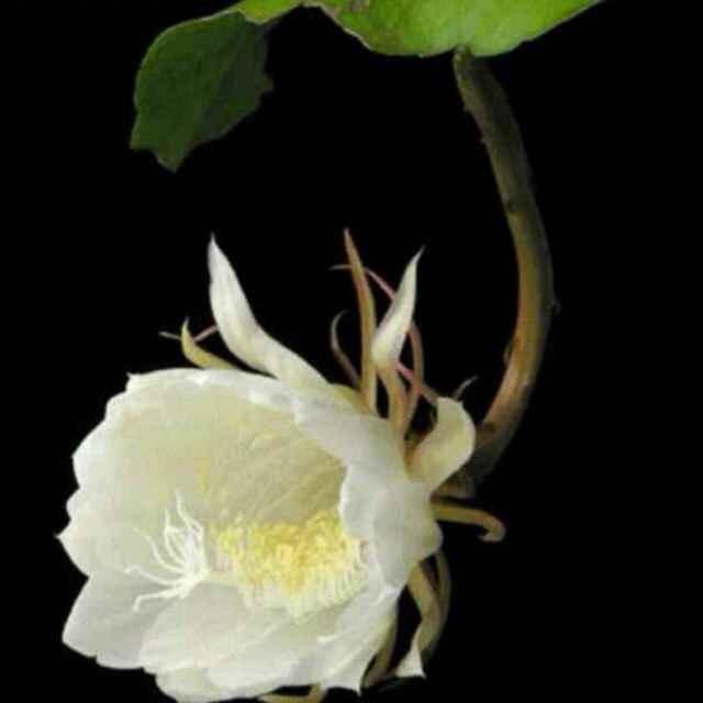 睢县富贵花苑