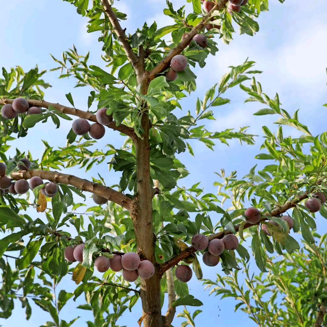 重庆栈溪农业发展有限公司