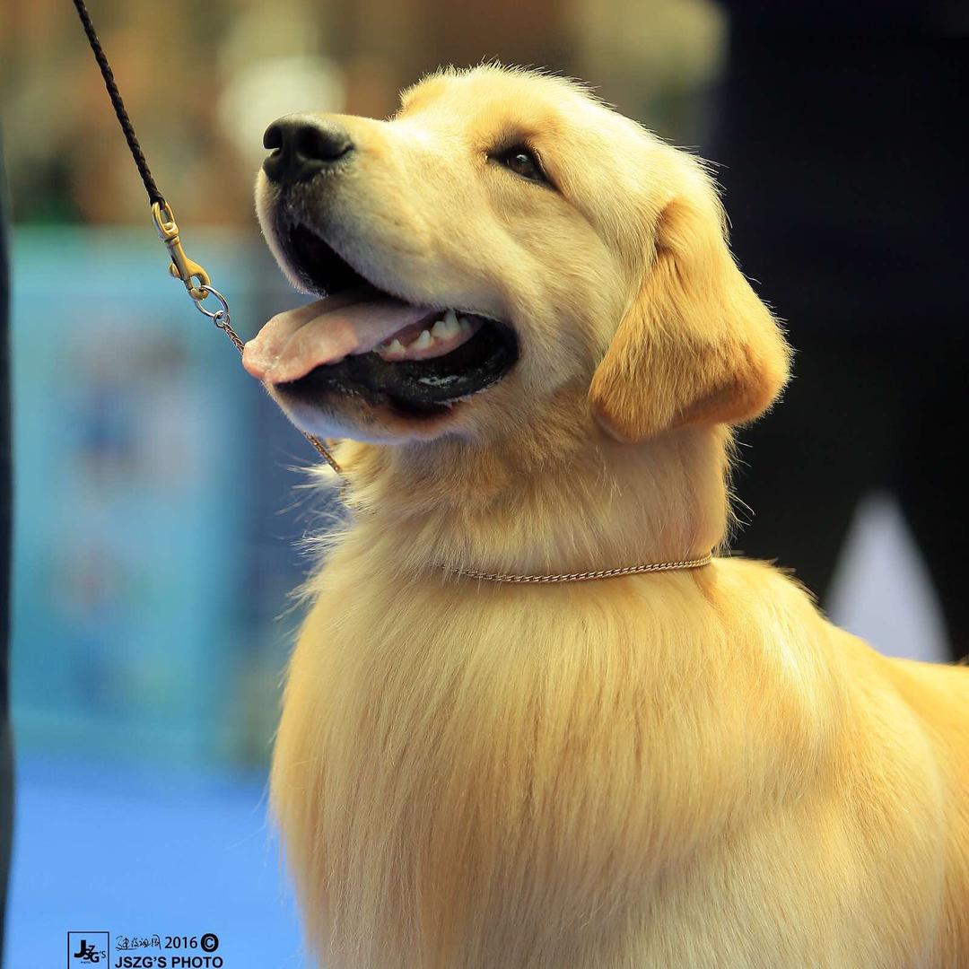 南昌宝玉犬舍