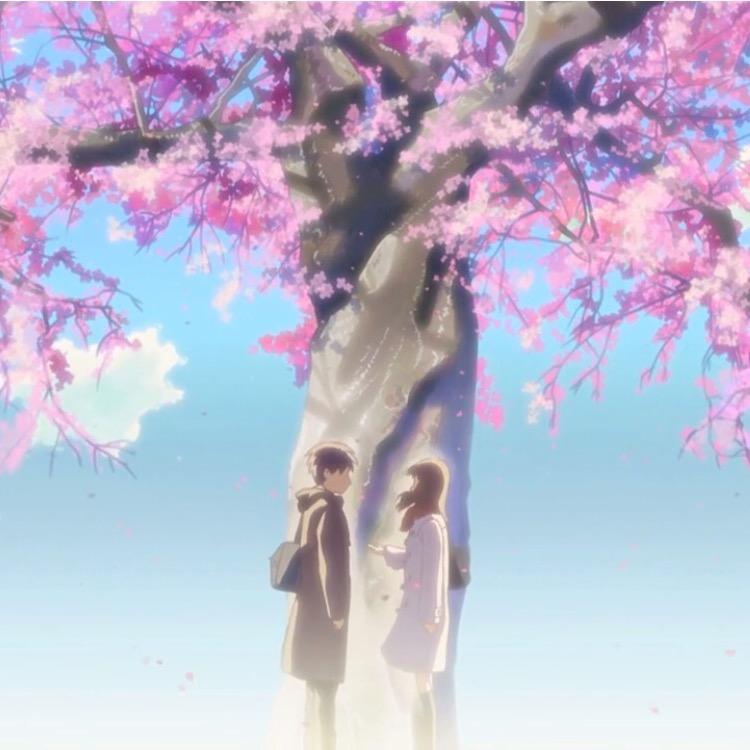 蔷薇花
