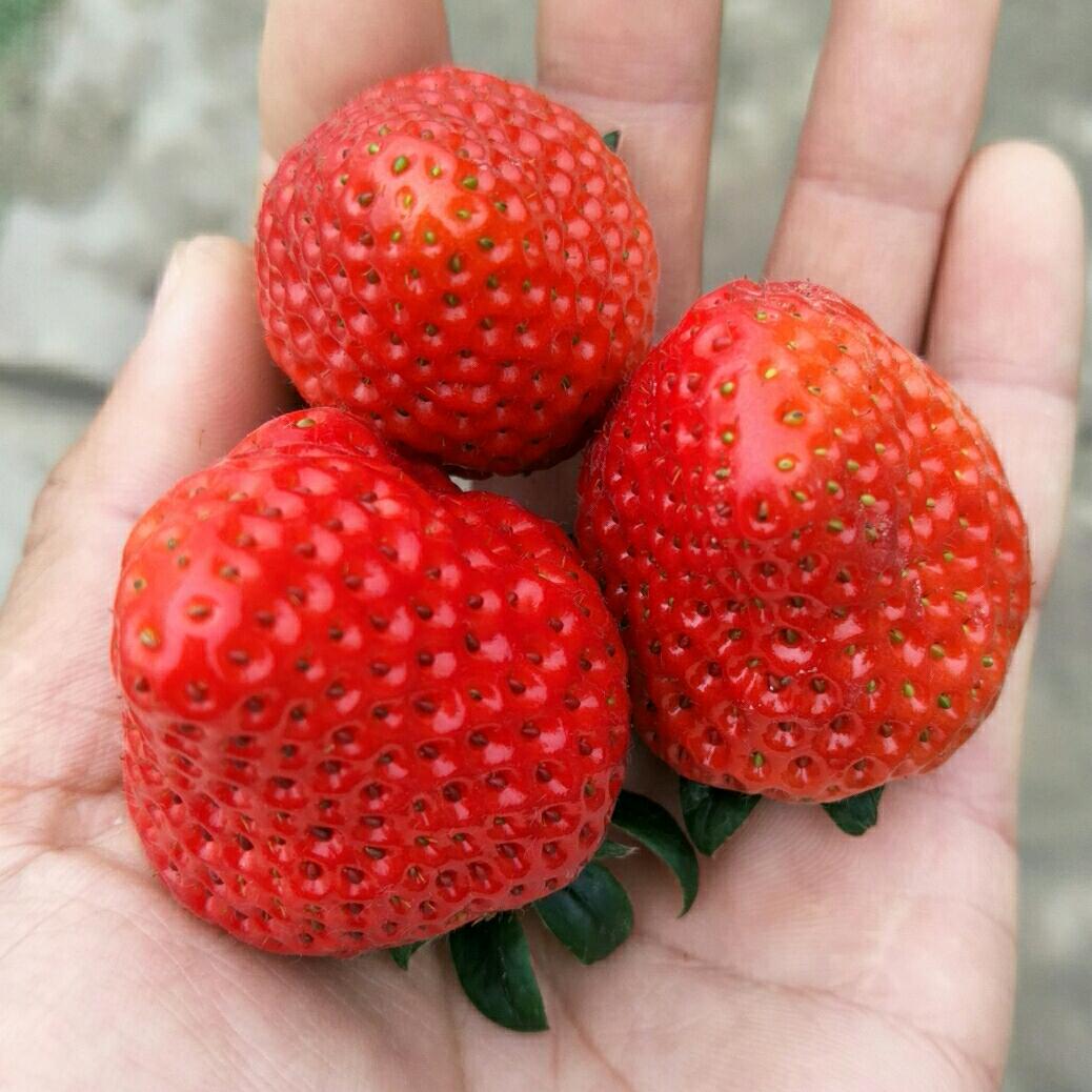 草莓良人