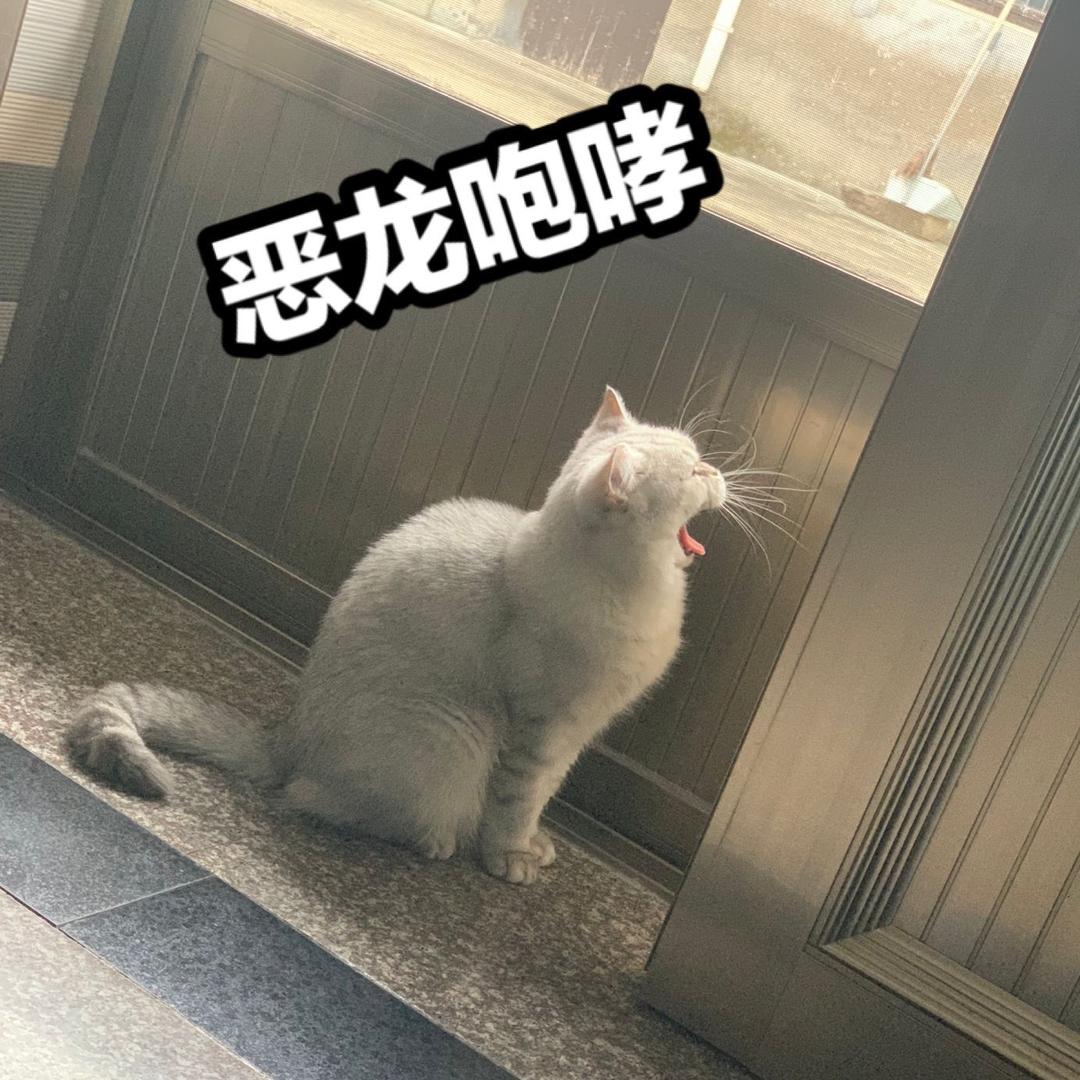 布喵喵