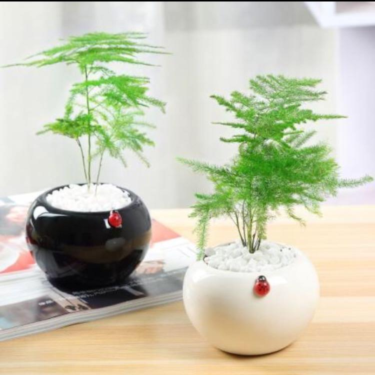 南国俏红豆