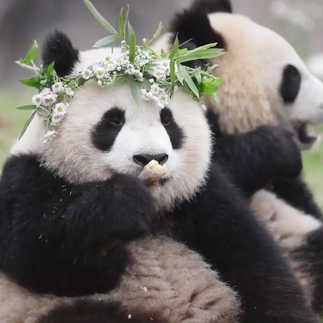 提拉米苏❤️熊猫          🐼
