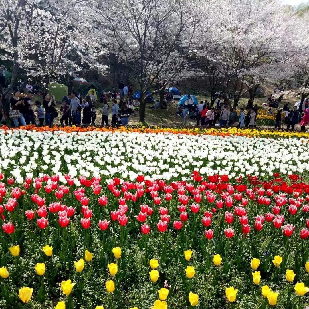 晚风吹花落，