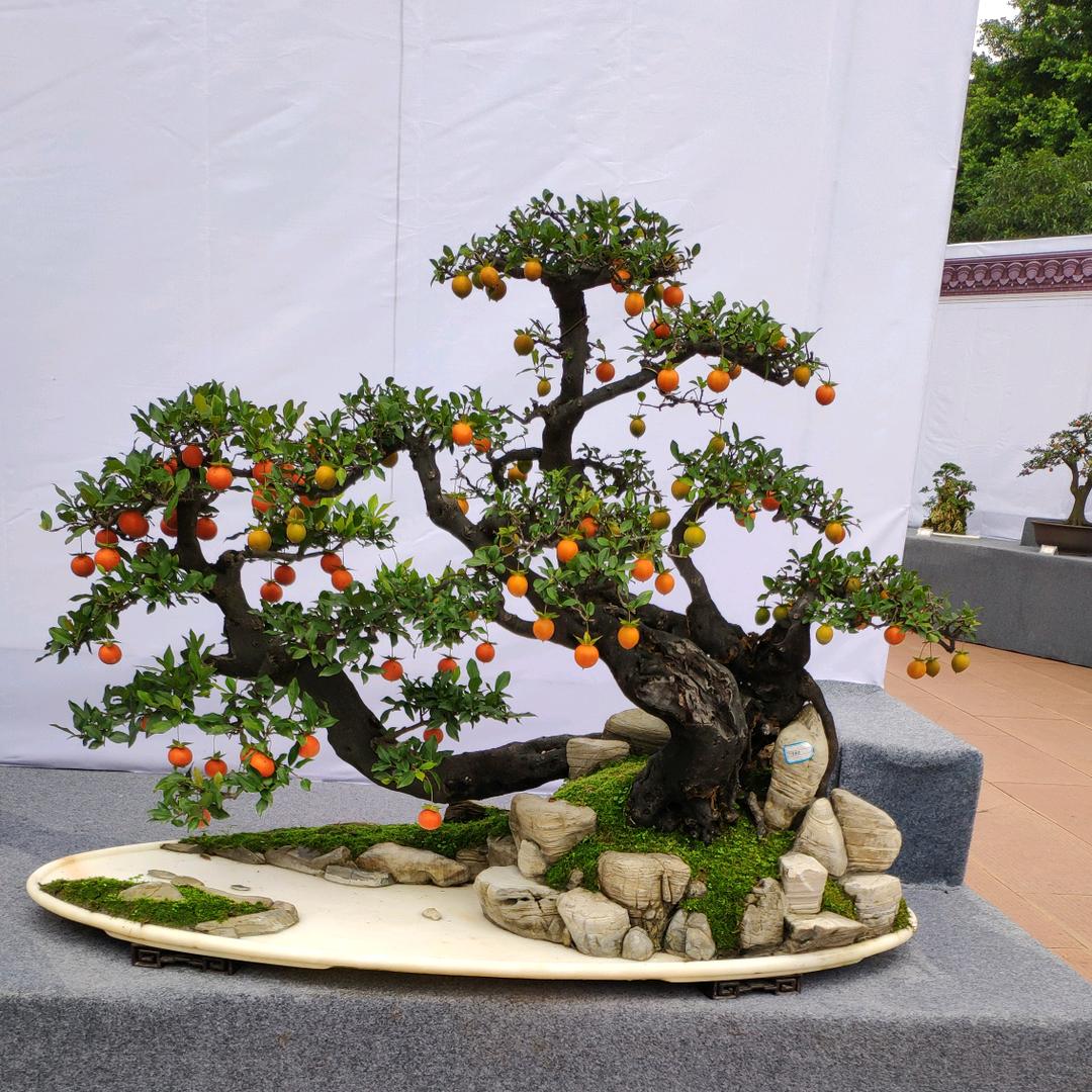 金弹子生熟桩盆栽基地