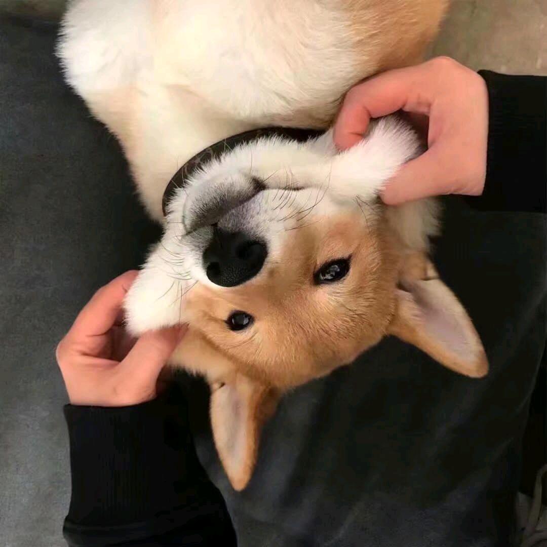 花哨