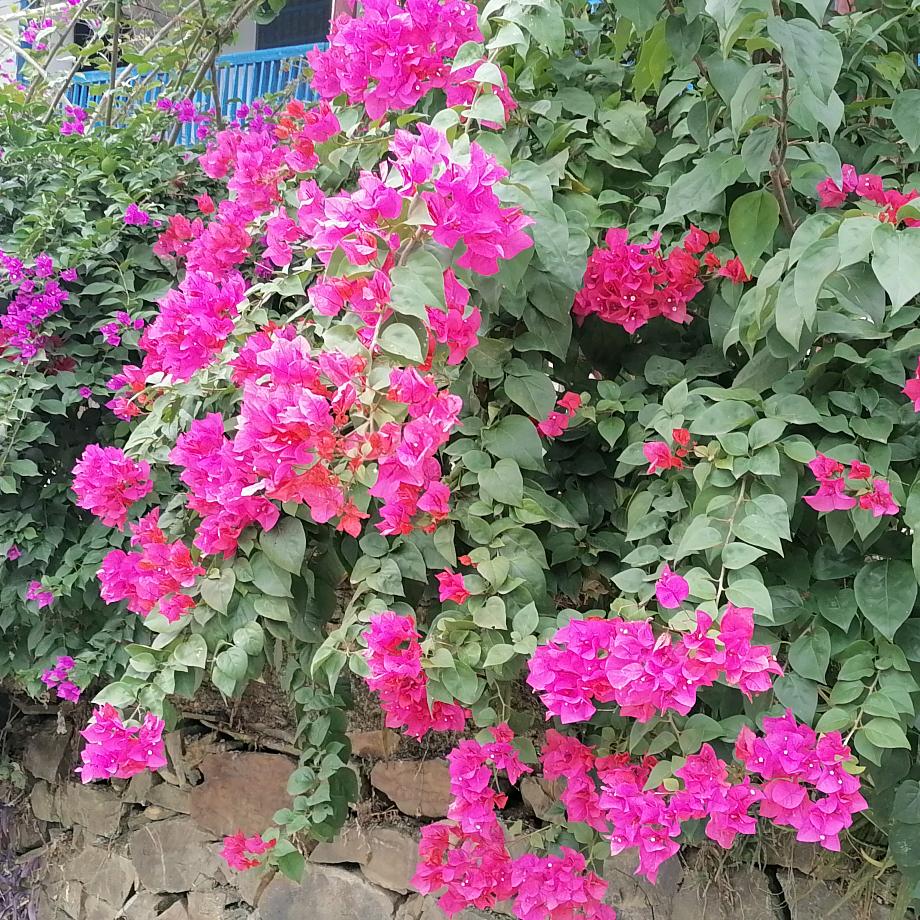 🎄💐七色的彩虹🎄💐