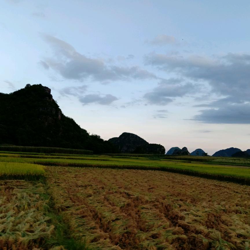 杨羊🐏