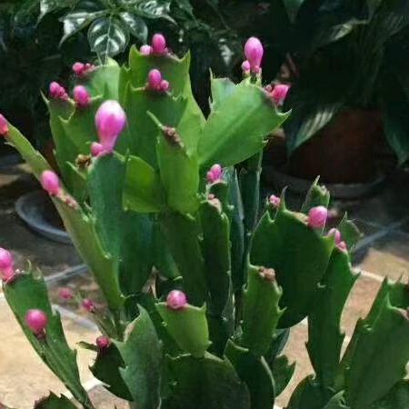 花好月圆