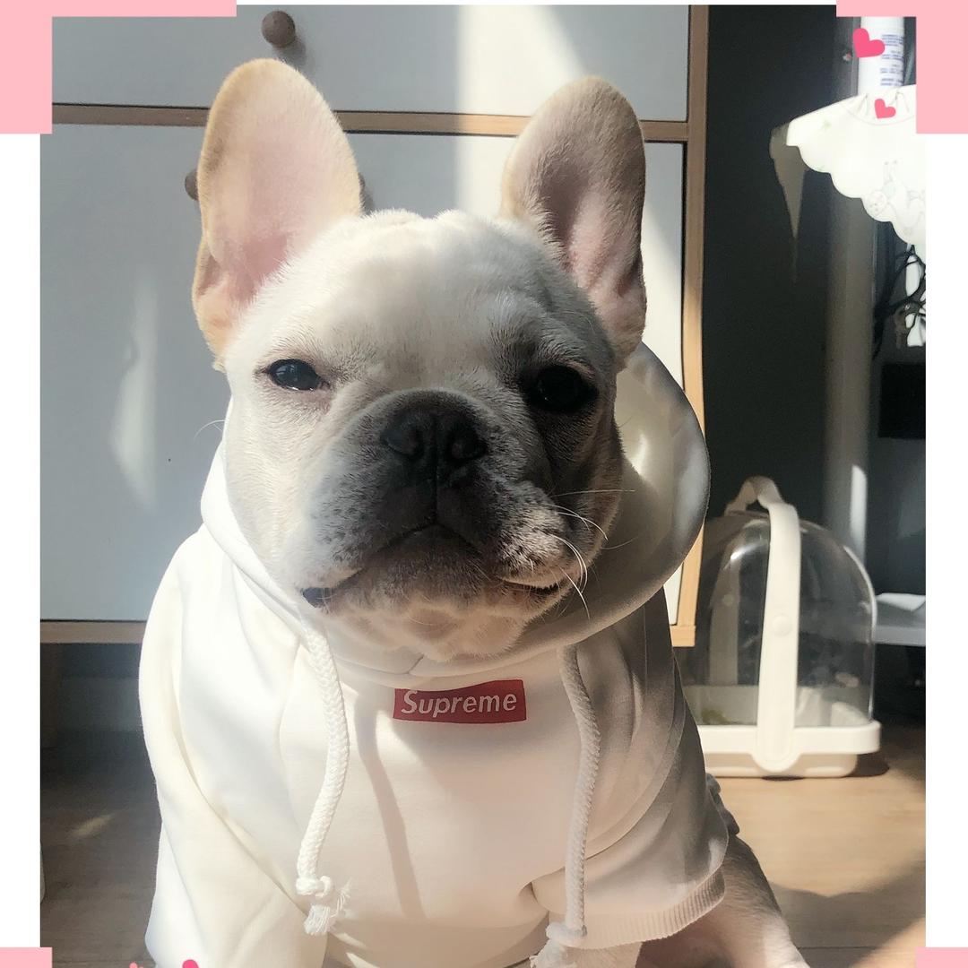 白猪王子李茶德