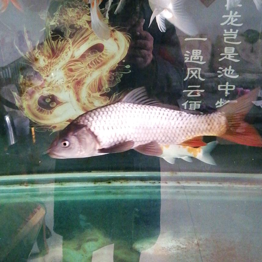 氟胶油封