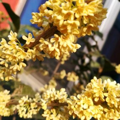 花季🌸