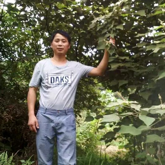 龙