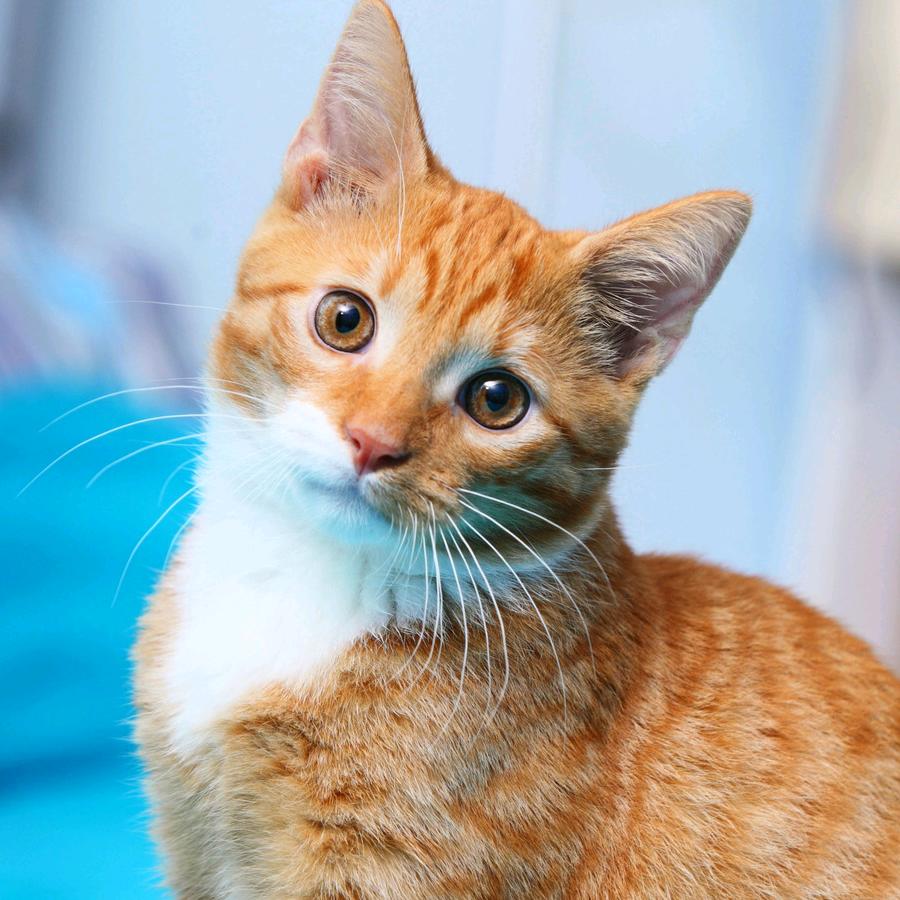 林卿臻选百货店