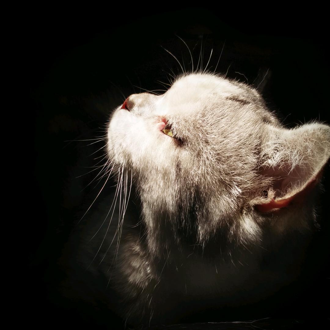 猫爷李白家