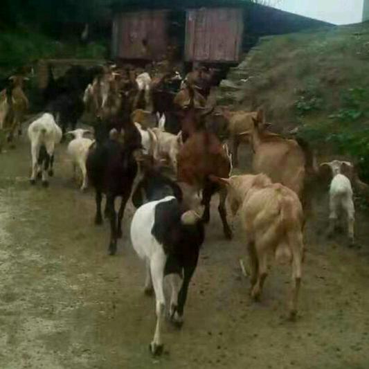 天然养羊专业合作社