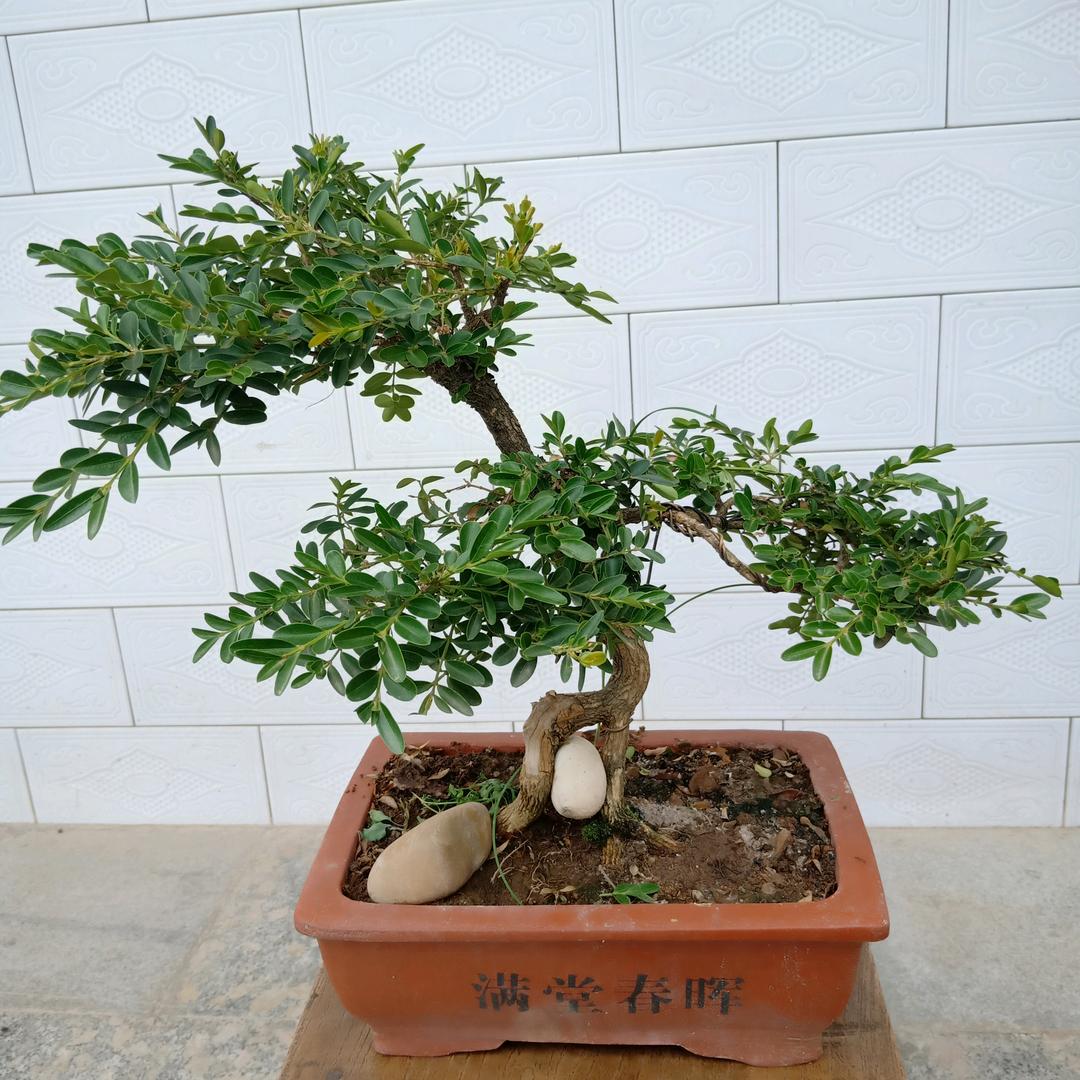 石有八九