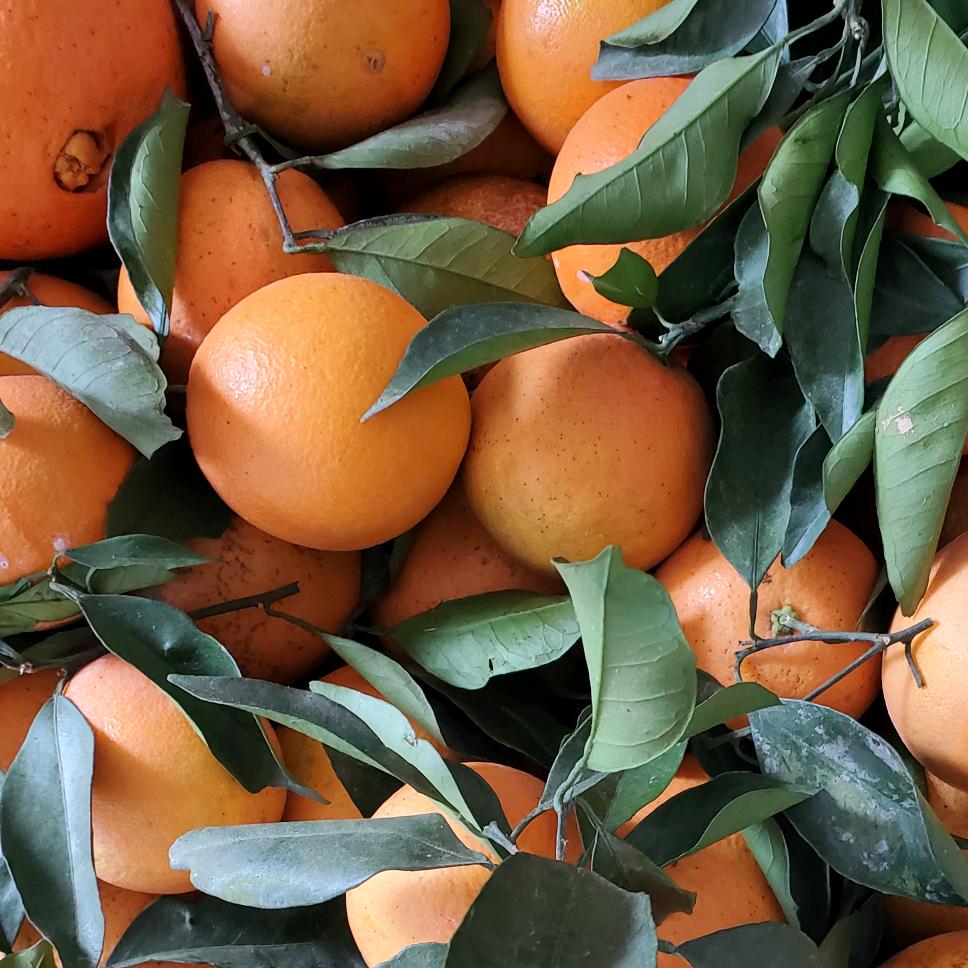 天鼎农民专业合作社