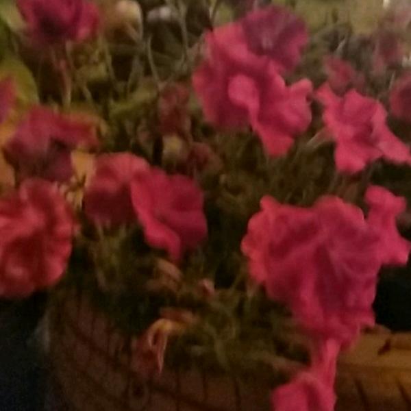 刘焕芳