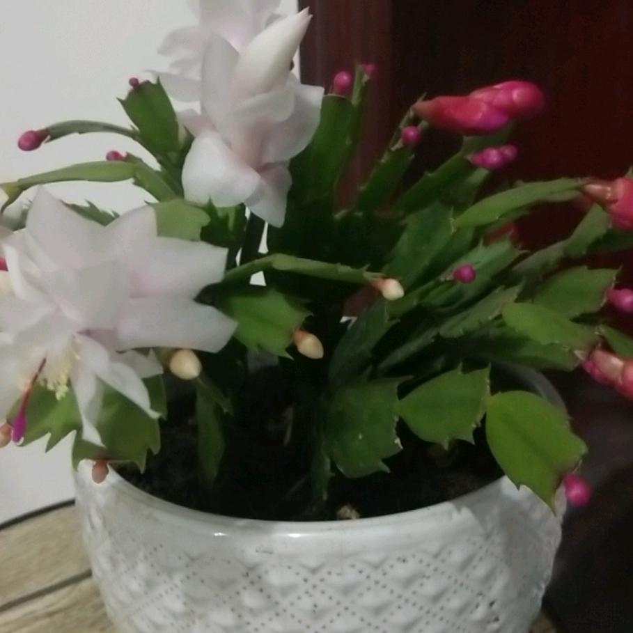 平安是福