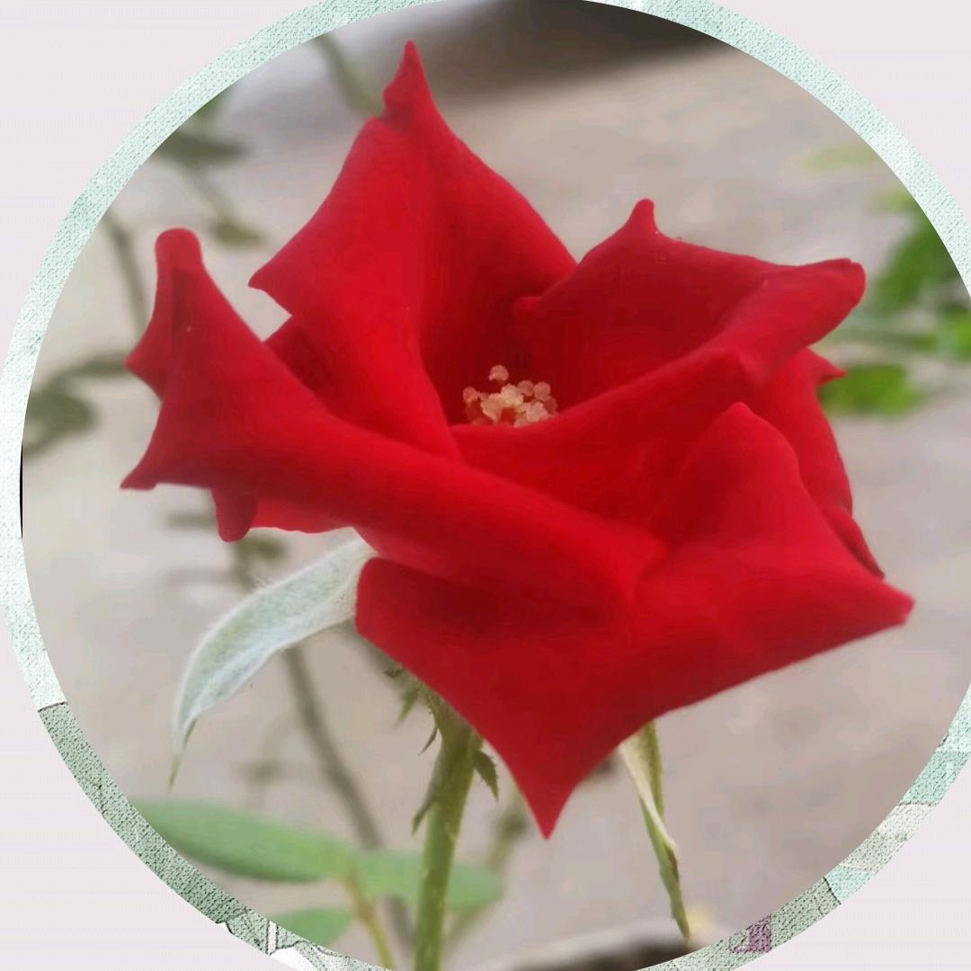 `美好时光🌷