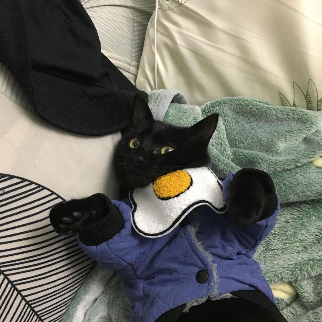 慕斯是一只小黑猫😼