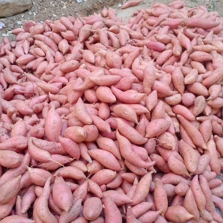 柘山夏万里蜜薯购销