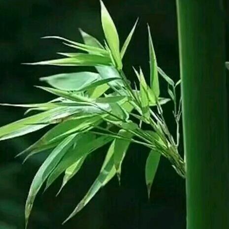 墨竹 💎