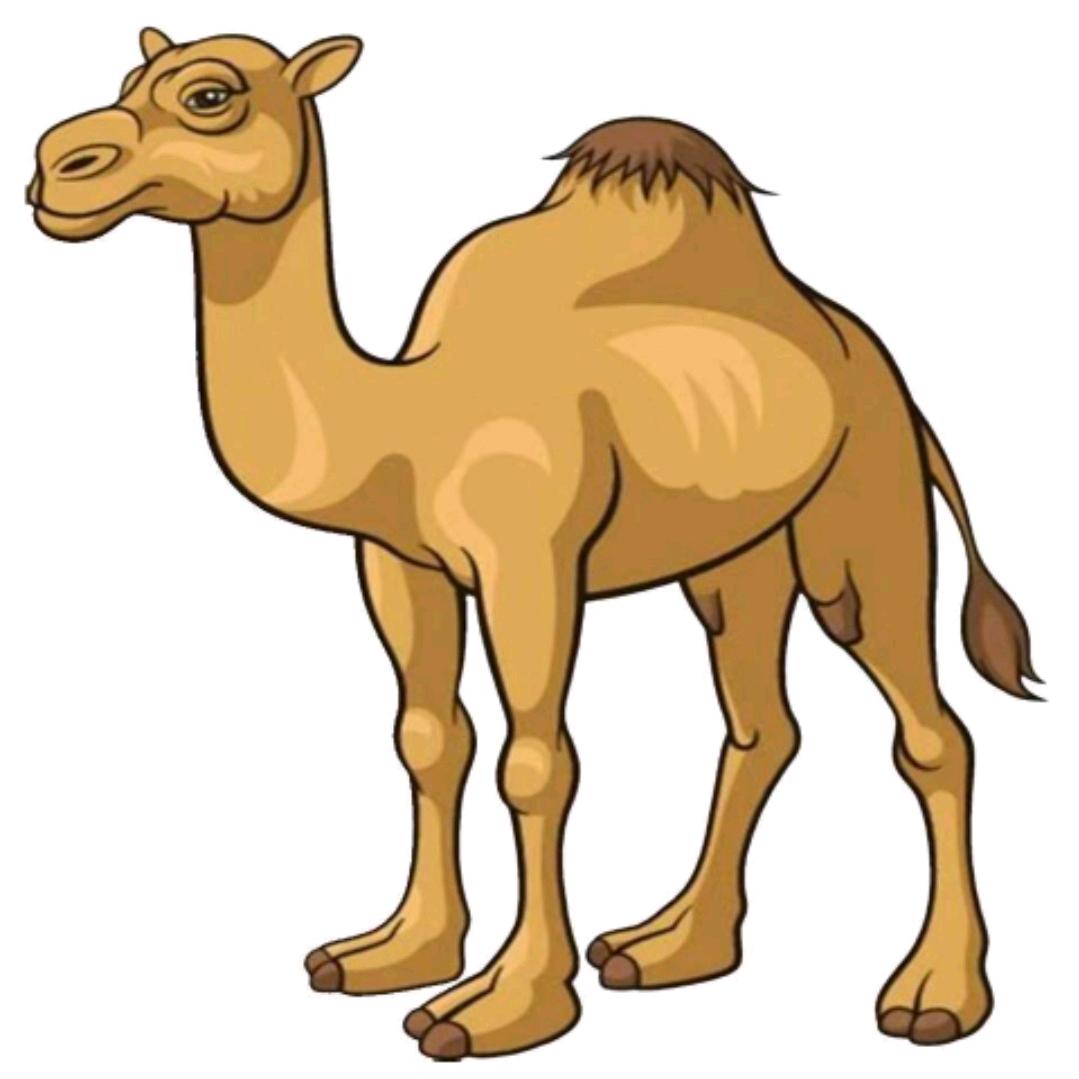 沙漠🐫