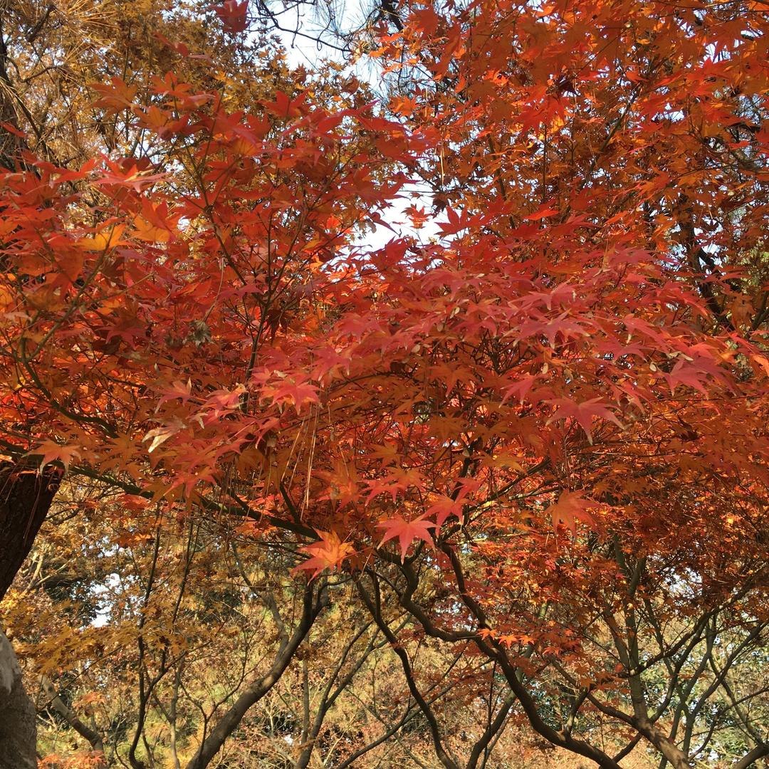 K叶子🍁