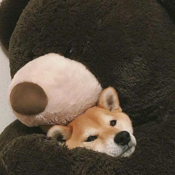 绥绥