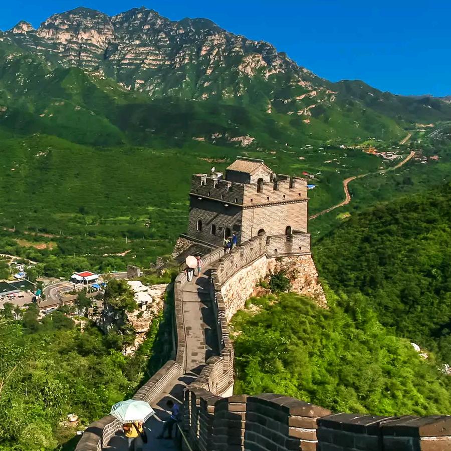 红杉树