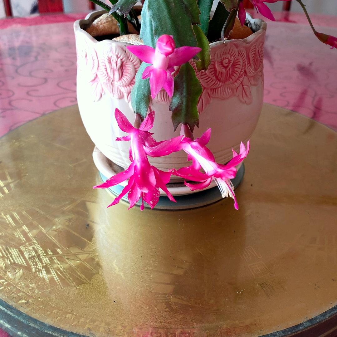 老地方饭店，特色龙虾花甲，