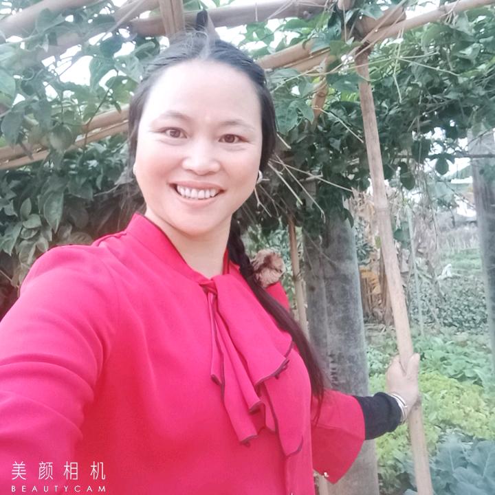 红梅雪