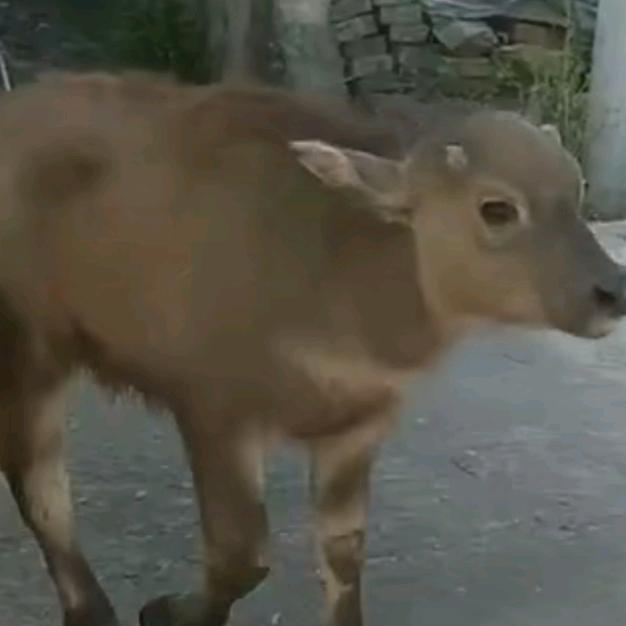河边的牛