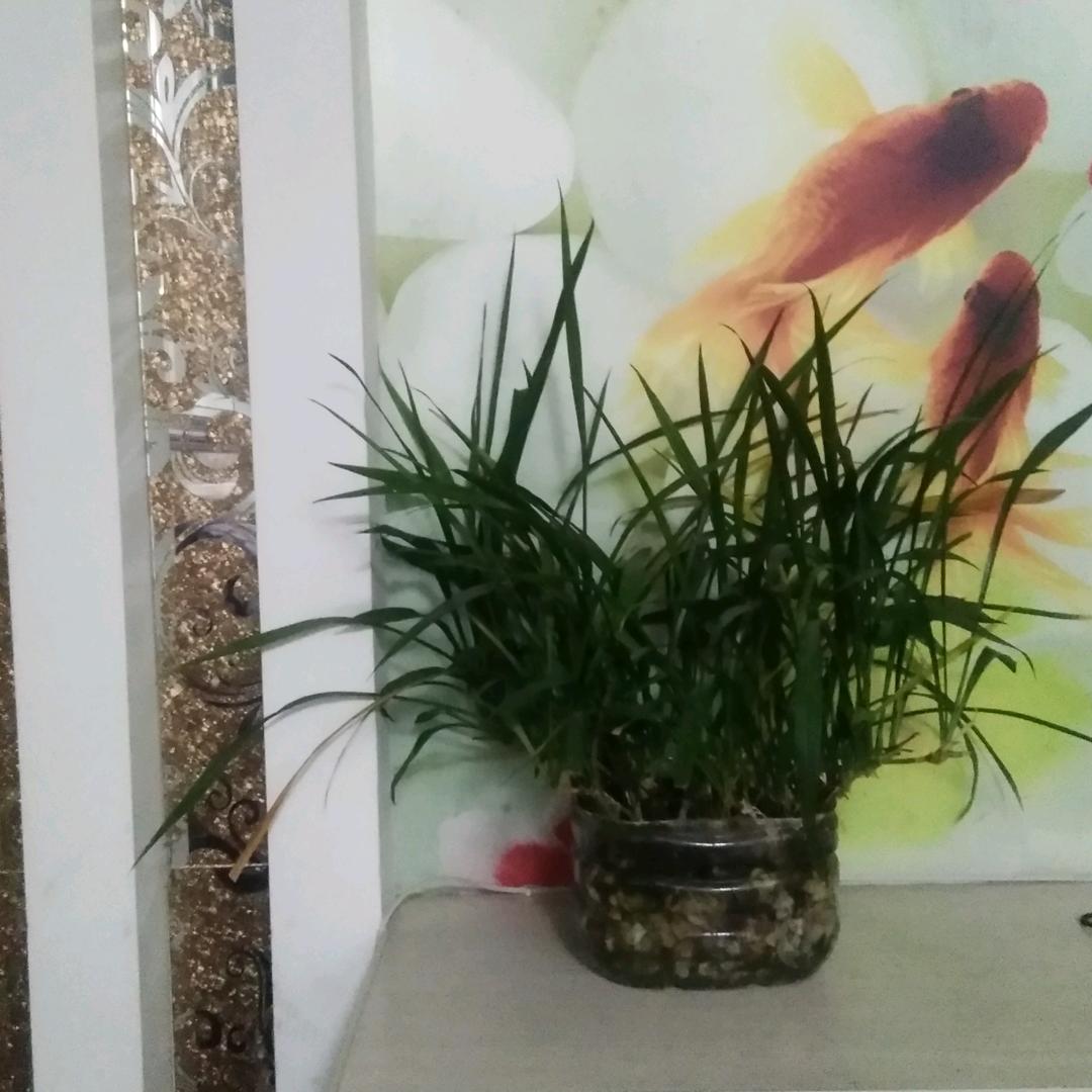 绿油油的蓝花真好看