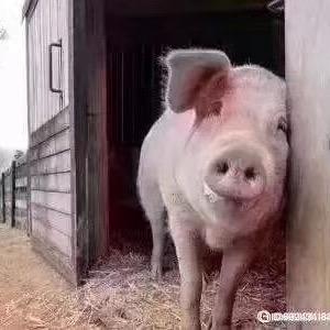 奥特曼迪迦