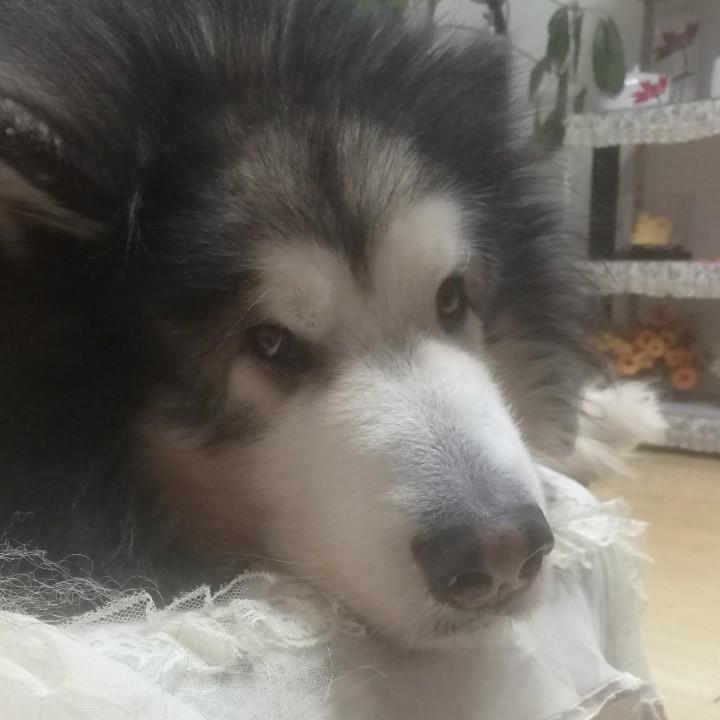樱小红🌸🌸