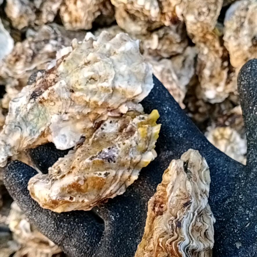 批发海蛎子的小青年