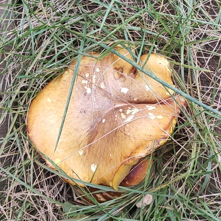 刘，哥不是传说