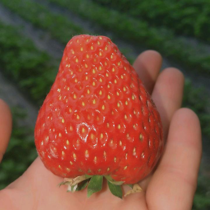 哈密市小吴奶油草莓采摘