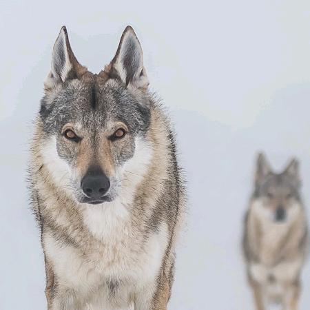 秦王殿下(平民牛马一枚）