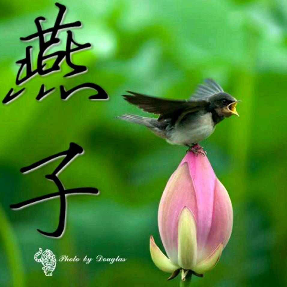 燕子
