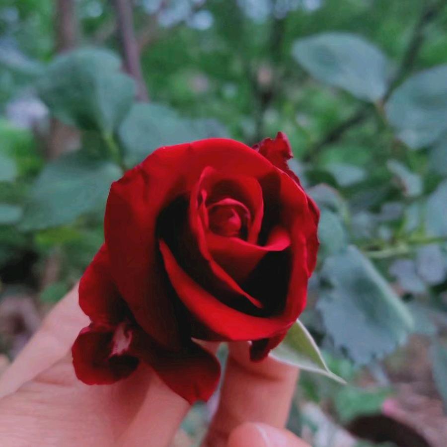 🌷💋娇娇🌷💋