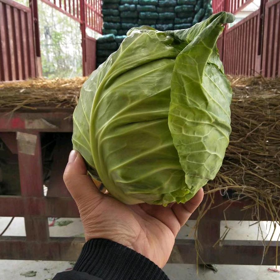 专业经营秋冬甘蓝娃娃菜