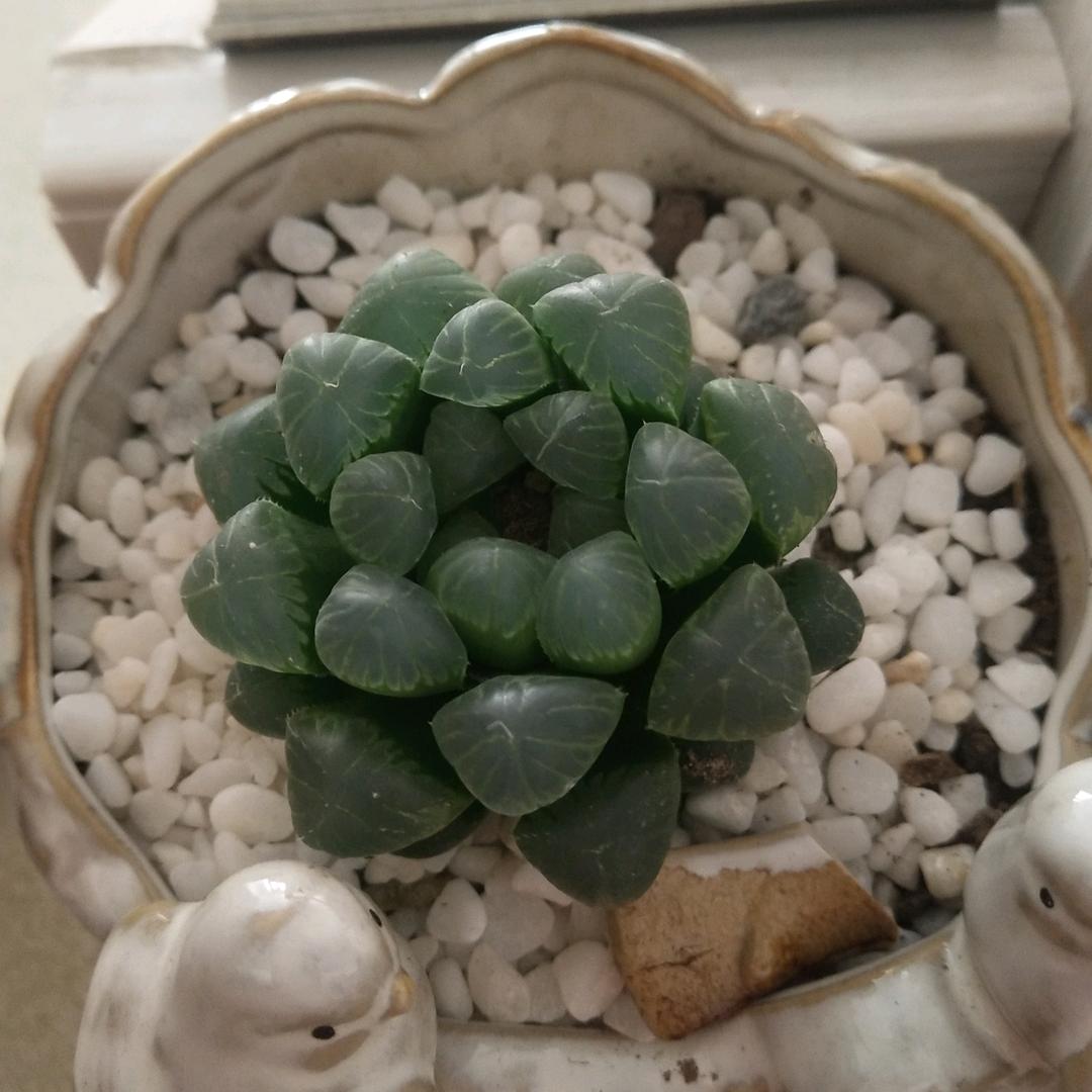 突突