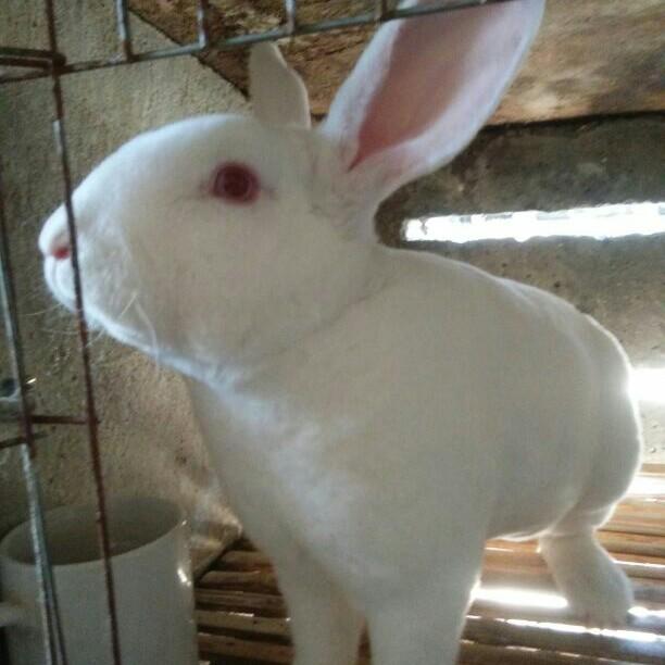 顺鑫养兔